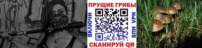 Псилоцибиновые грибы Psilocybe  Зарайск 